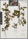 Foto von Salix aurita L.
